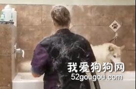 美容師給二哈吹毛，吹著吹著覺得不對勁：你這哈，是蒲公英牌的？