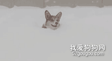 再大的雪，也掩蓋不了你那腿短的事實...