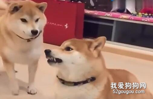 千萬不要嘴賤去挑釁減肥的朋友...否則...