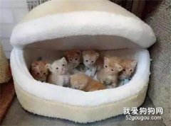 剛剛收養了一只橘貓，結果一月后送了她一份大禮...