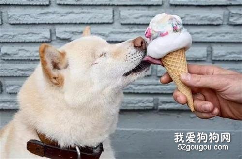 從非法繁殖場被救出到摘除眼球，它的笑容始終都在！
