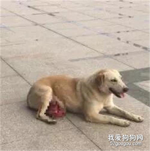 它被三只狗狗咬破肚皮，卻依舊在原地等待主人……