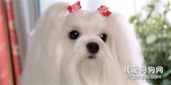 長毛犬如何進行日常毛皮護理