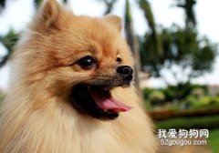 狗狗眼屎多怎么辦?