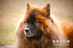 寵物狗頻繁抓臉的癥狀與原因