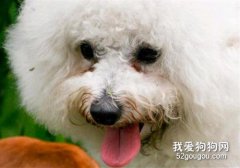 狗狗淚痕嚴重怎么辦?
