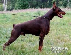 狗狗斷尾你知道多少
