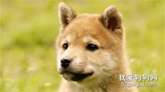 秋田犬的牙齒該怎么護理？