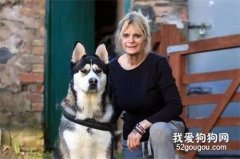 抓毒販、救主人，這次哈士奇沒犯二，卻讓所有人都淚目了...