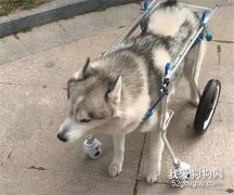 二哈被感受殘廢，只是因為...