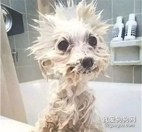 主人，你不黑我會shi嗎？