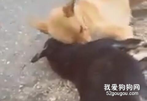 狗狗同伴車禍致死，它的一連串舉動讓人淚崩！