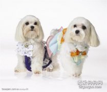 如何讓西施犬變得漂亮?