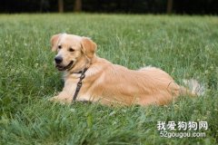 拉布拉多犬的牙齒護理常識