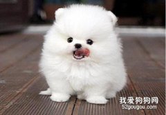 防止狗狗經常掉毛發的小辦法