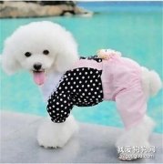 教你如何自制寵物干洗粉