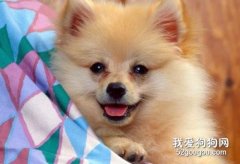 正確清理寵物狗眼上的污物