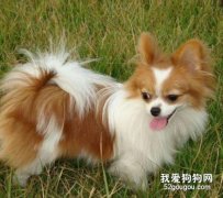給蝴蝶犬修毛的幾個步驟