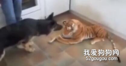 用老虎嚇唬德牧和二哈，可二狗子對自己好像有點誤解