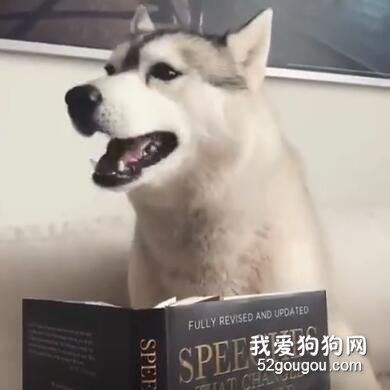 主人把書拿到哈士奇面前，沒想到狗子居然讀了起來！