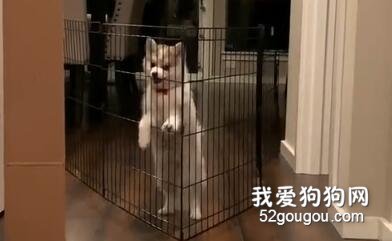 有的狗，不管再怎么努力，都不比上別的狗！