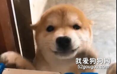 嚴重懷疑柴犬是狐貍精變的，不然怎么會這么媚！