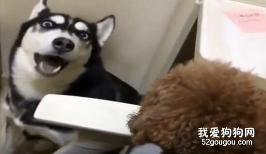 二哈被日天挑釁，瞬間開啟潑婦模式，竟罵出這樣的話...