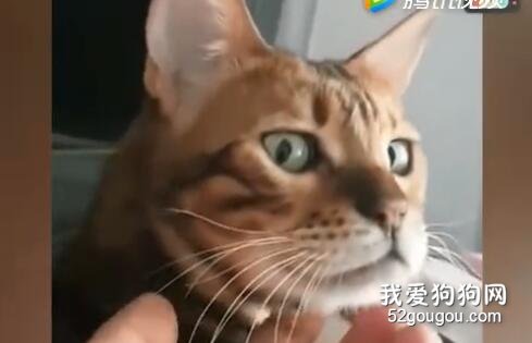 那些年生氣后的貓咪....一個個都成精了吧！