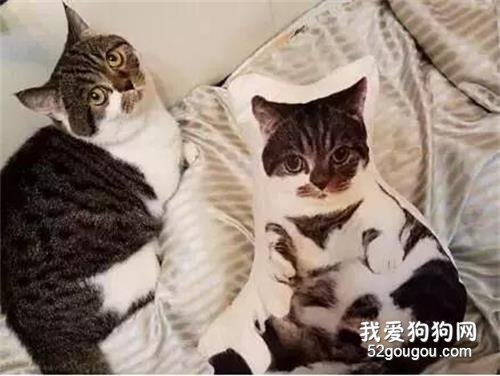 網友用自家貓的照片做了一款抱枕，貓看到后...