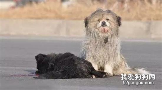 沒有主人，不應該成為我被傷害的理由......