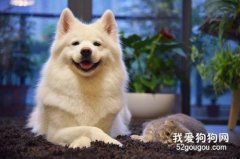如何讓狗狗毛色亮起來?