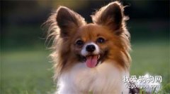 蝴蝶犬的牙齒要怎么護理?