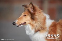 蘇格蘭牧羊犬美毛食物