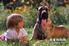 如何護理好大丹犬的牙齒?