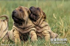 沙皮狗吃什么讓毛發更好?