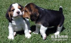 哪些東西比格犬不能吃？