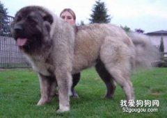 寵物主一定不要對狗狗做的五件事