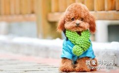 以下這幾點幫你判斷泰迪身體是否健康