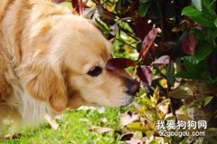 吃什么可以讓狗狗毛發柔順，狗狗毛發的護理方法