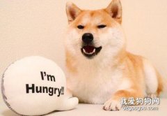 飼養柴犬的注意事項都有哪些