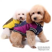 泰迪吃什么補鈣，泰迪補鈣的方式都有哪些