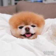 關于狗狗不為人知的幾條小秘密