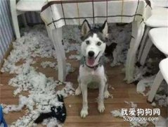 盤點五種最能拆家的狗狗，狗狗拆家