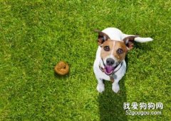 為什么狗狗愛吃屎？狗狗吃屎的原因有哪些？