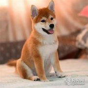 飼養秋田犬的注意事項，秋田犬的優點和缺點有哪些?