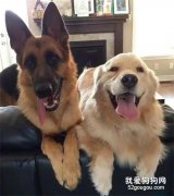 軟萌大金毛和高冷大德牧生下的娃長這樣...過分可愛！