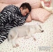 主人曬出二哈的成長史，網友驚呆了：這是按豬養的？