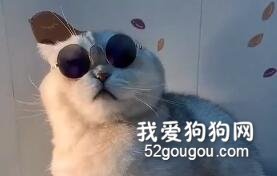 竟然被一只戴墨鏡的貓給撩到了，這個氣質我喜歡！