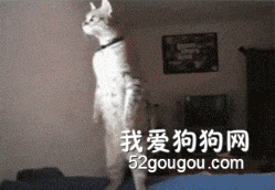 屋外有人鬧事，喵主子看到后...