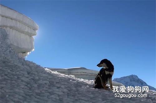 流浪狗成功登頂喜馬拉雅山，用實力征服未來鏟屎官...